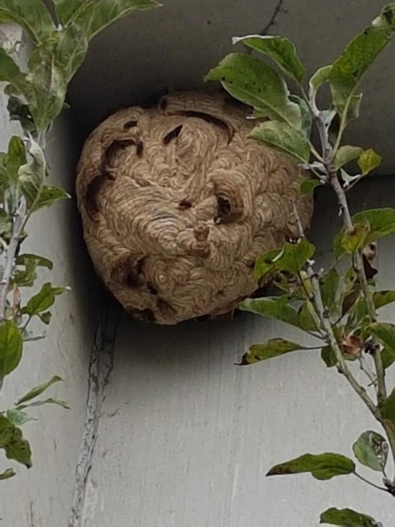 Traitement contre les nids de guêpes