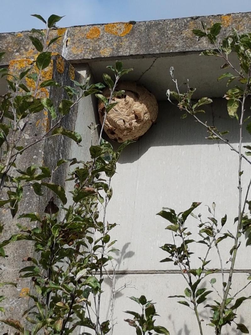 Destruction de nids de frelons