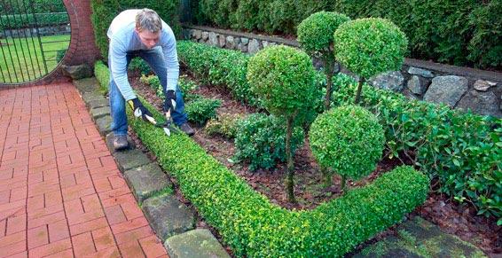 Paysagistes - Taille d'arbustes