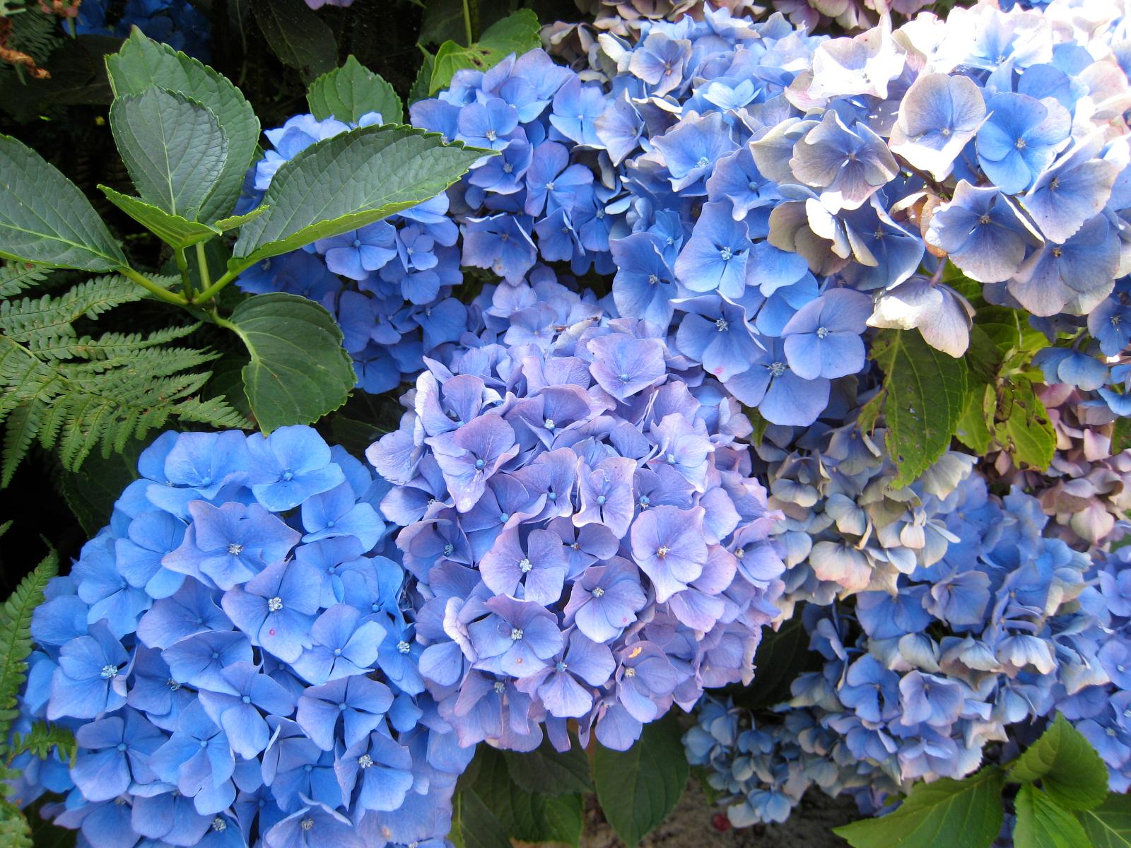 Entretien de jardins