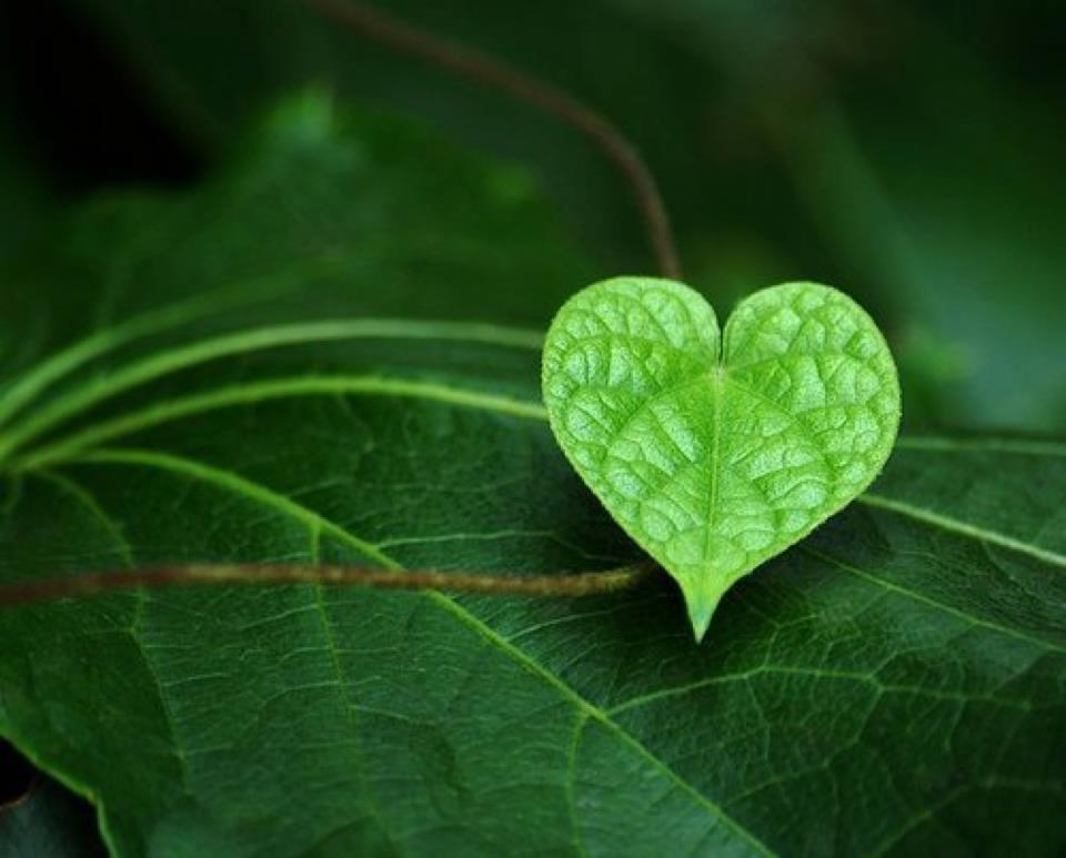 Entretien de jardins