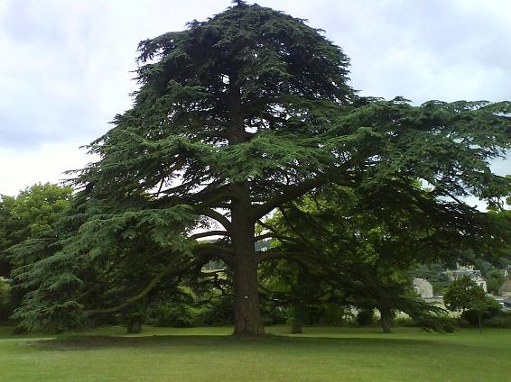 Cèdre nettoyage bois morts