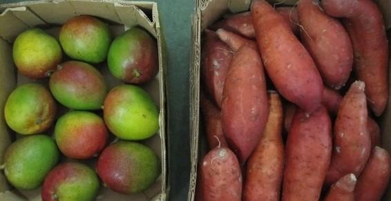 Mangues Patates douces