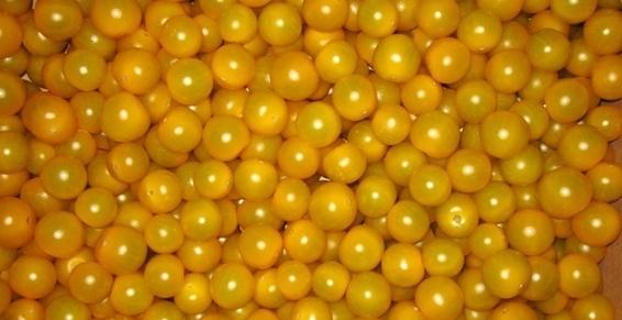 Tomate cerise jaune