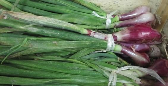 Oignons Frais