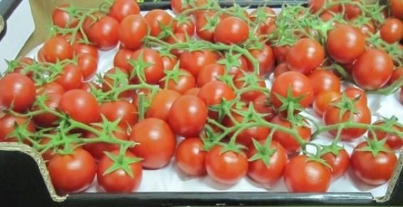 Tomates Grappes Cerises