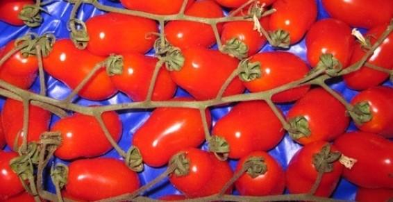 Tomate cerise ovale grappe
