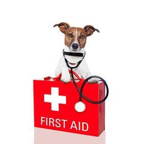 Clínica Veterinária Animais Exóticos Clínica Veterinária Quinta das Rosas 1