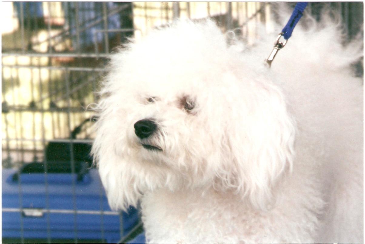 BICHON FRISE