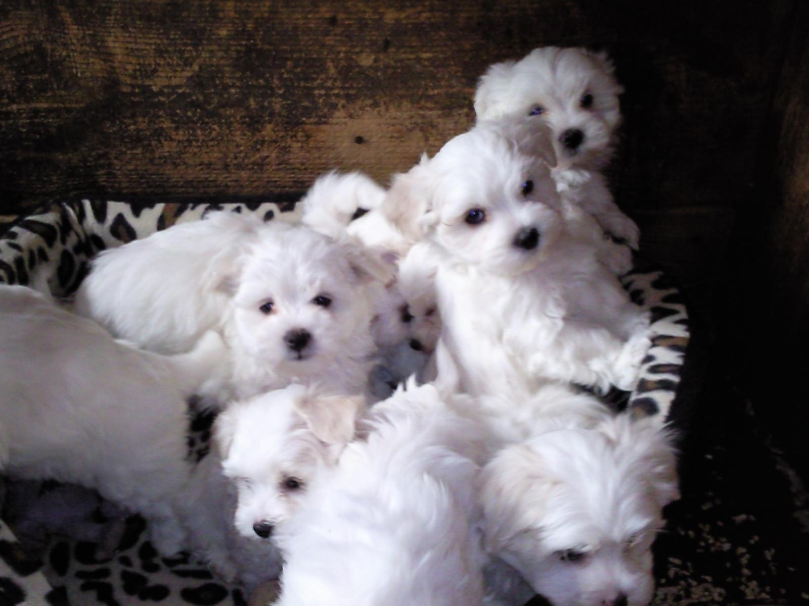 BB BICHONS