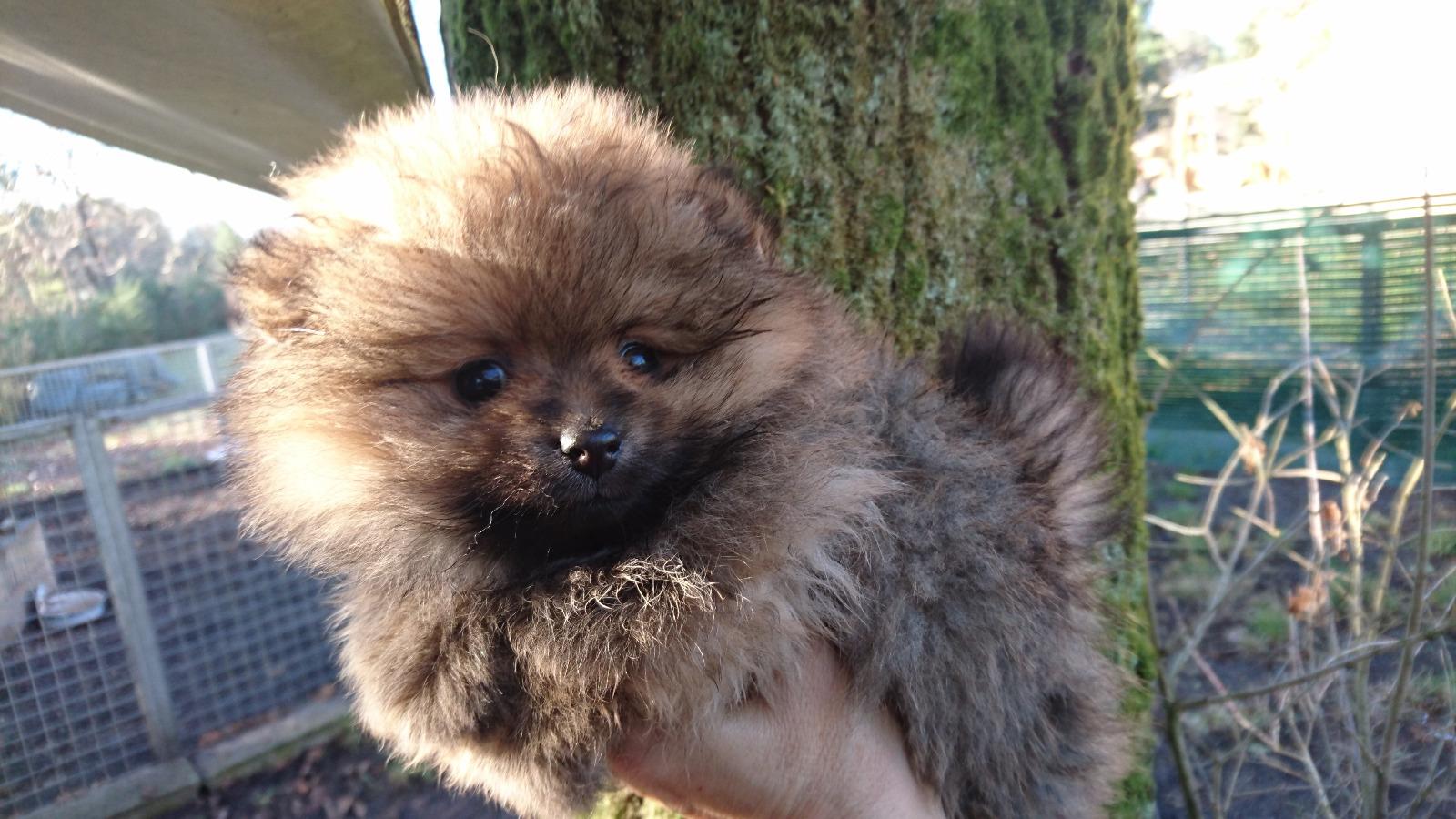 BB SPITZ POMERANIEN