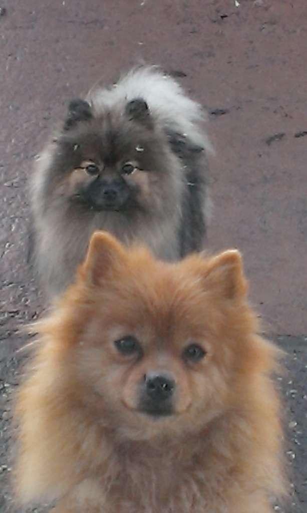 Chien race spitz petits