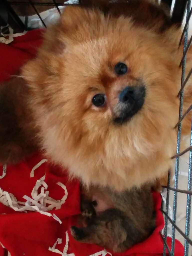 Spitz nain  de Poméranie