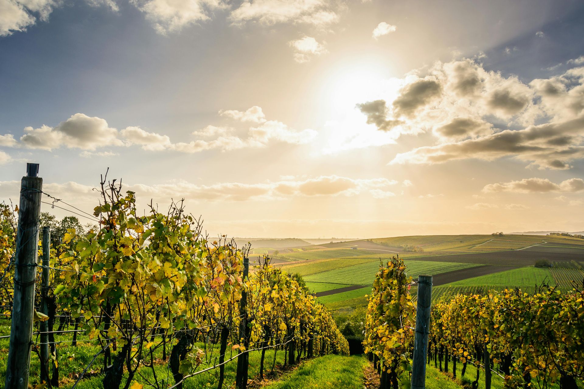 Weinberg mit Reihen von Weinreben, grünen und gelben Blättern, unter einem sonnigen Himmel mit Wolken.