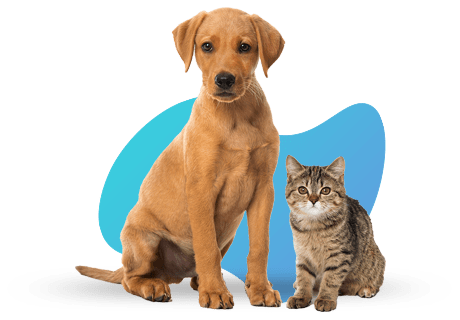 מרפאה וטרינרית ד"ר דויד קפלון