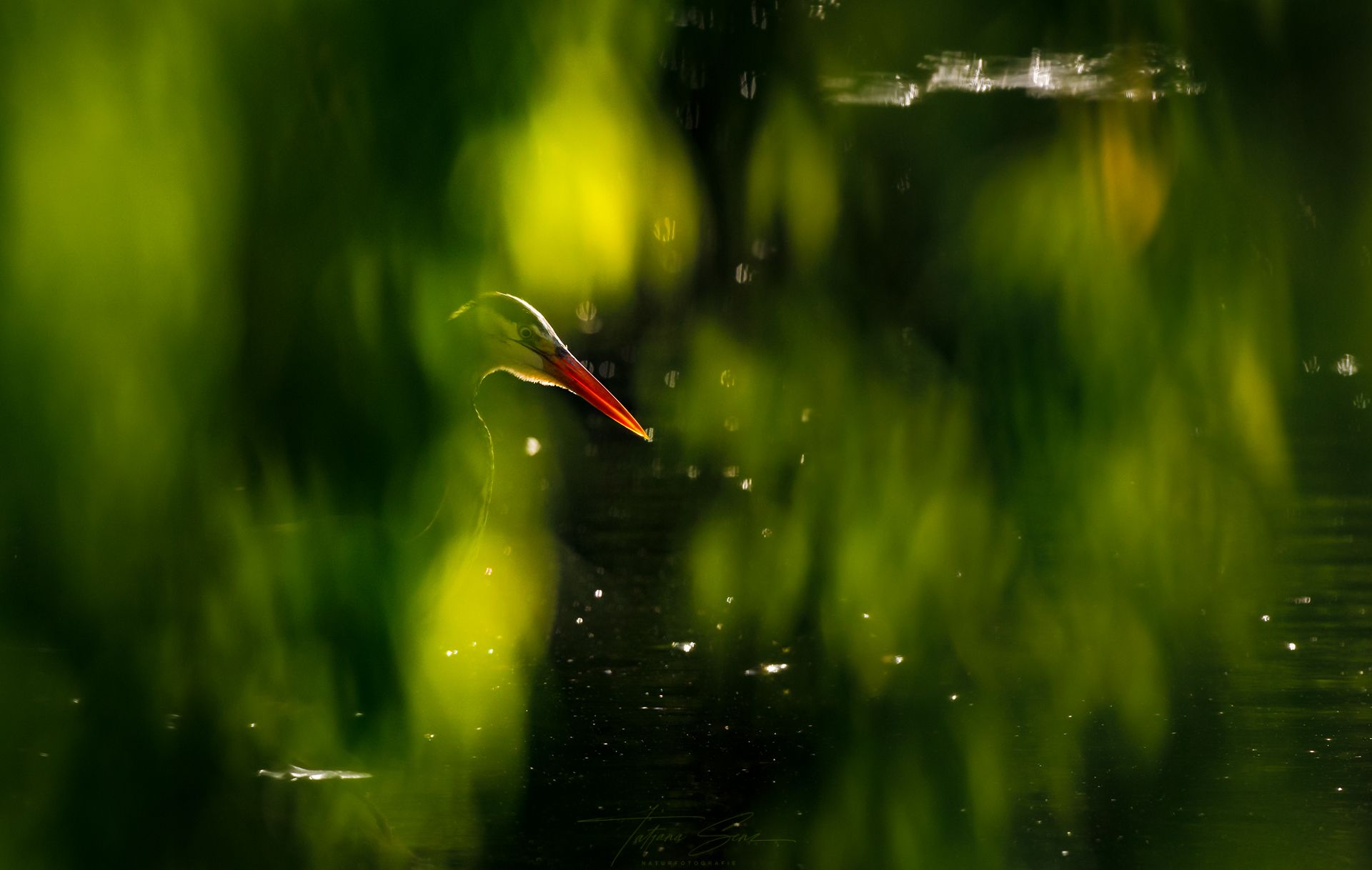 Graureiher über einen dunklen, verschwommenen grün-gelben Hintergrund.