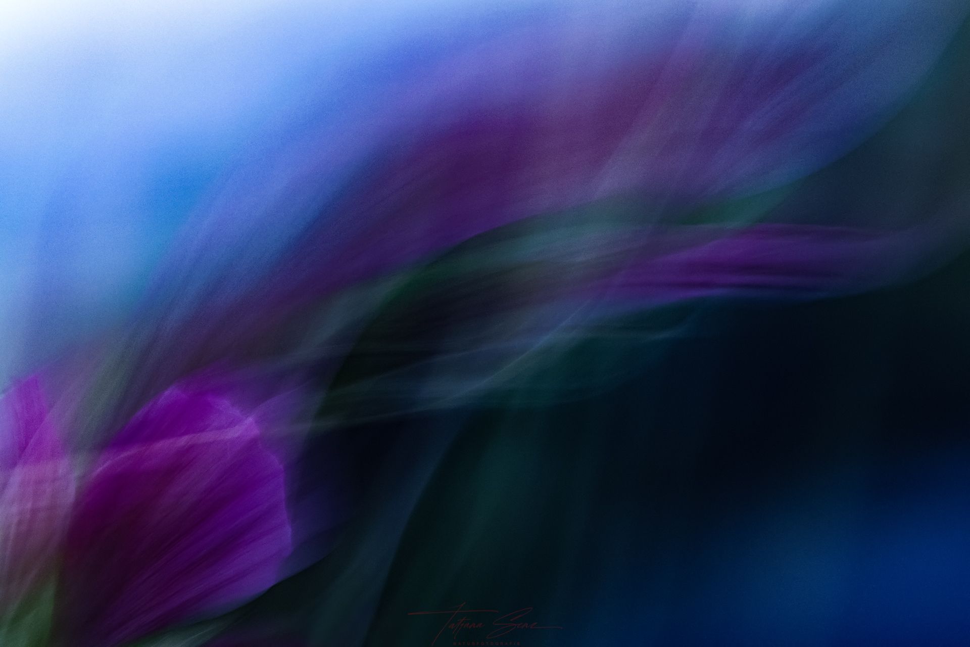 Abstrakte, verschwommene violette und blaue Blumenformen 