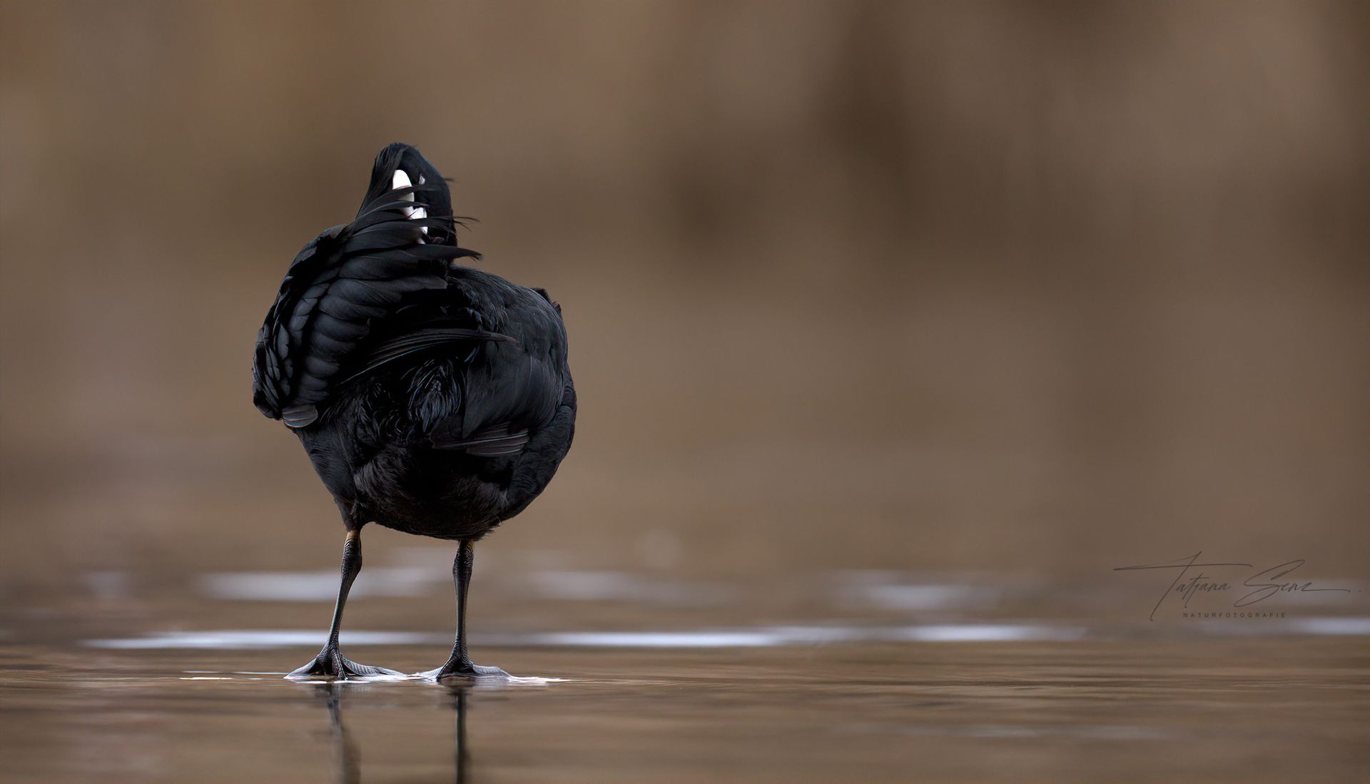 Bläßhuhn mit weißen Markierungen auf dem Kopf, im Wasser stehend, brauner Hintergrund.
