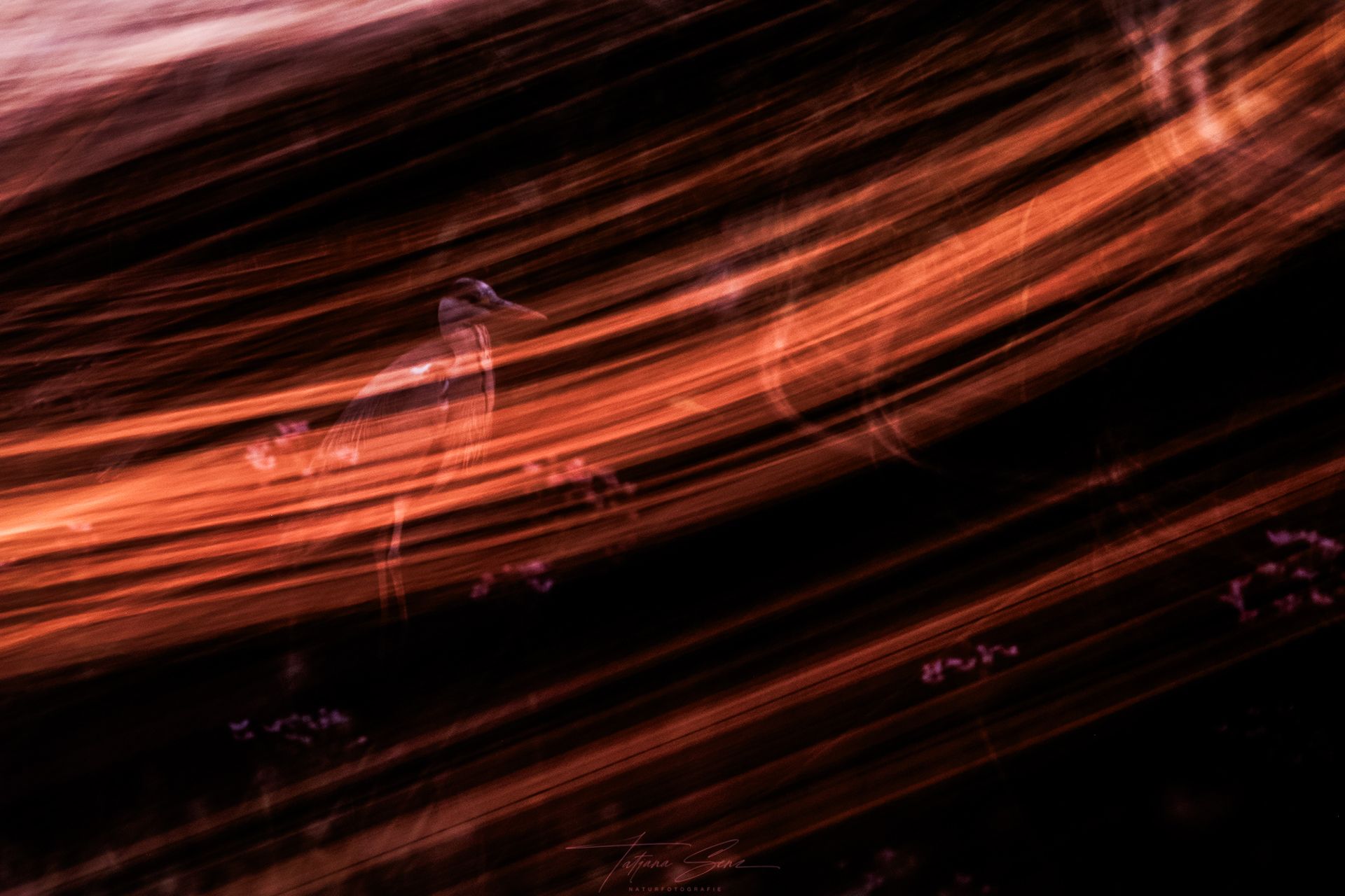 Abstrakte Streifen in Orange und Rot auf Schwarz, mit einem Graureiher in der Mitte.