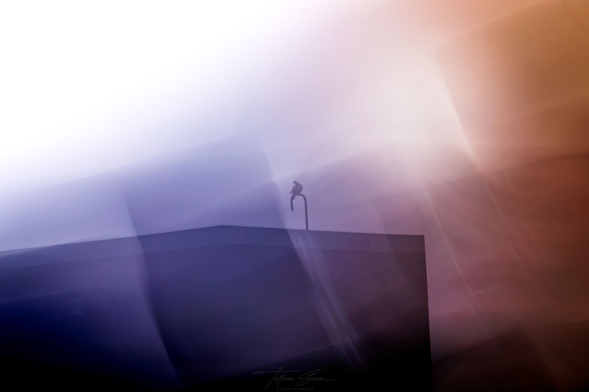 Dachgeschichte, Ringeltaube auf dem Dach mit ICM Technik
