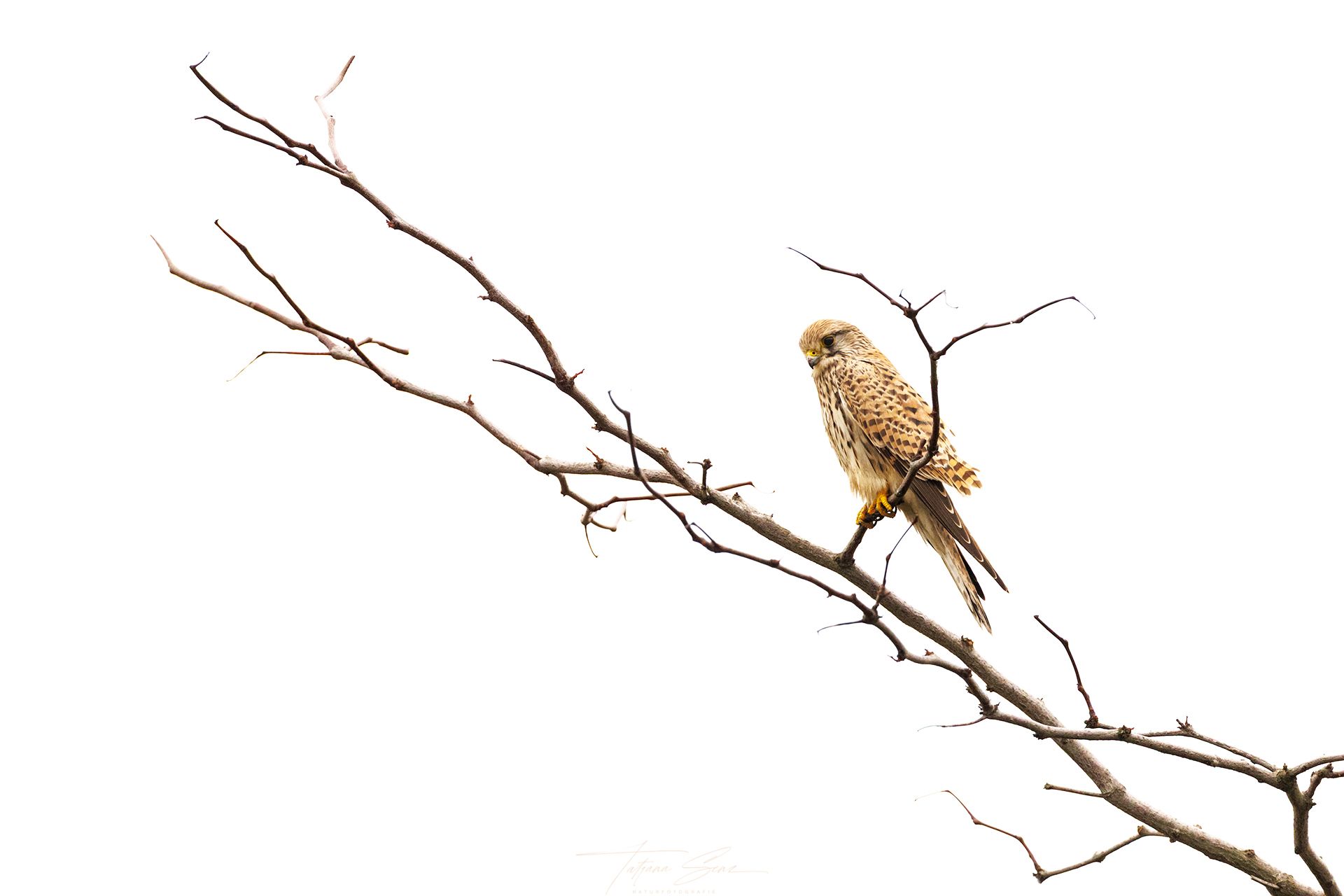 Ein brauner Turmfalke thront auf einem kahlen Ast vor einem weißen Hintergrund.