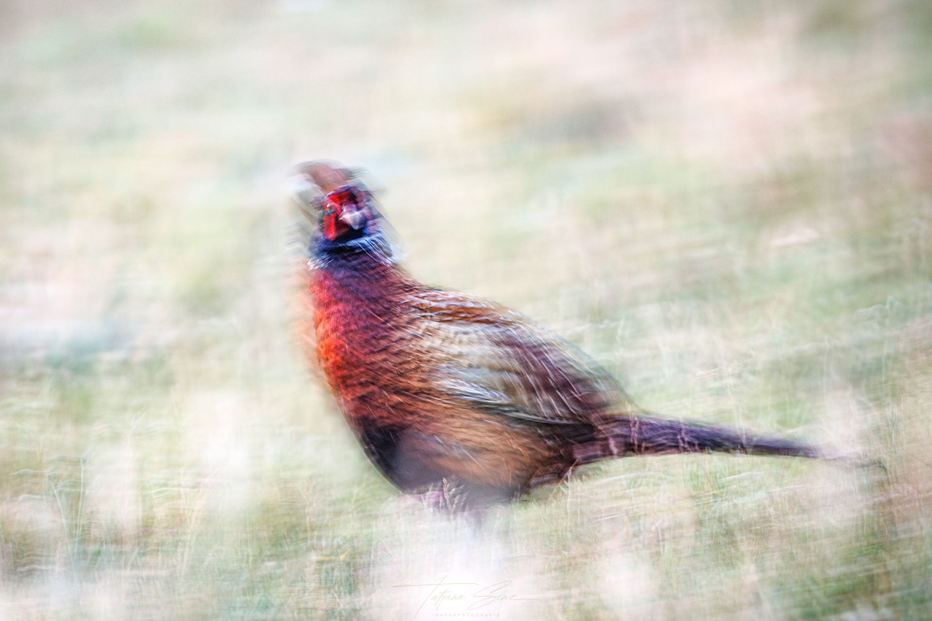 Unscharfes Bild eines Fasans auf Grasboden mit braunen, roten und schwarzen Federn, ICM Technik