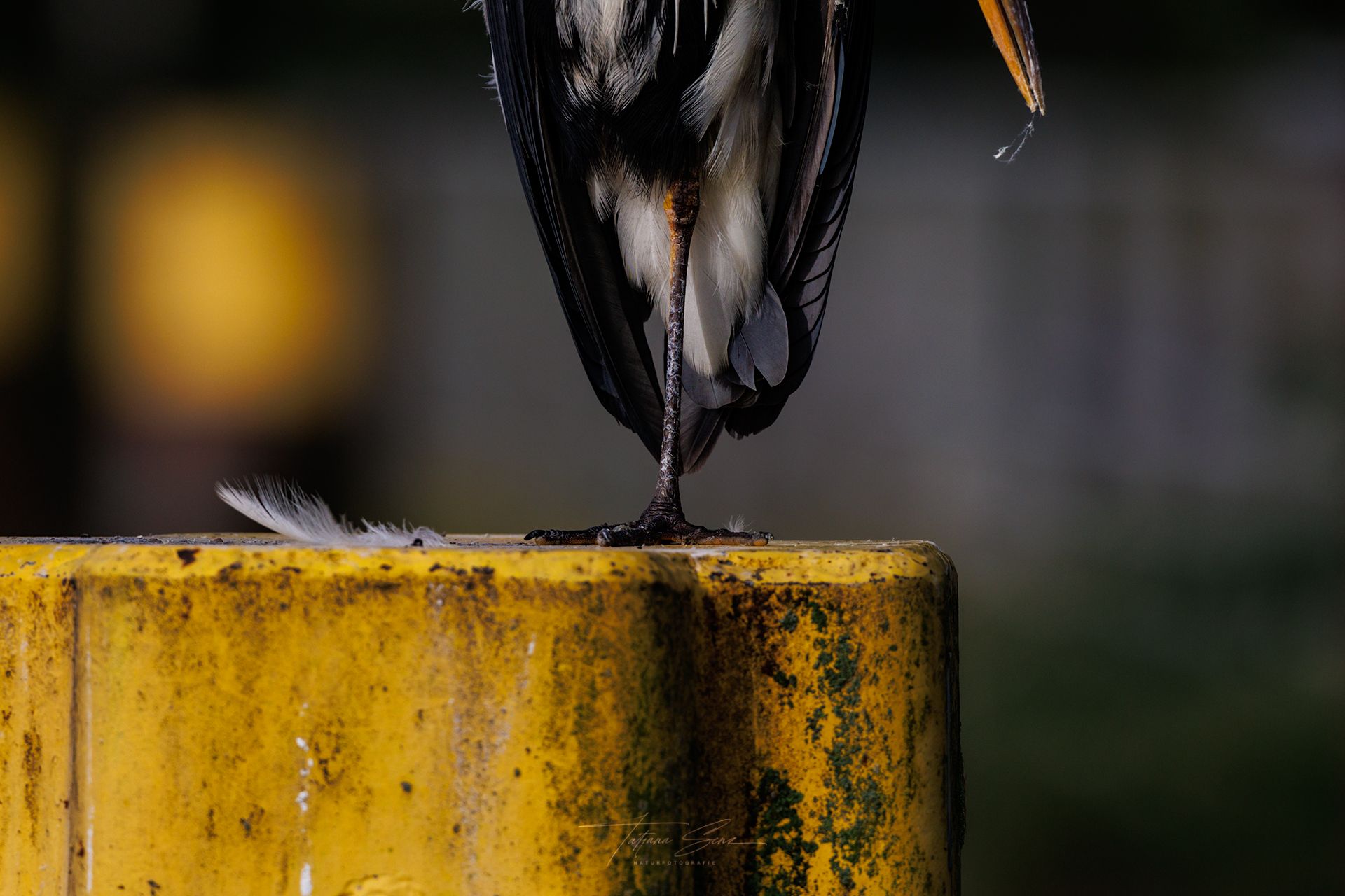 Graureiher steht mit einem Bein nach oben auf einem gelben Poller, eine Feder liegt seitlich neben ihn, 