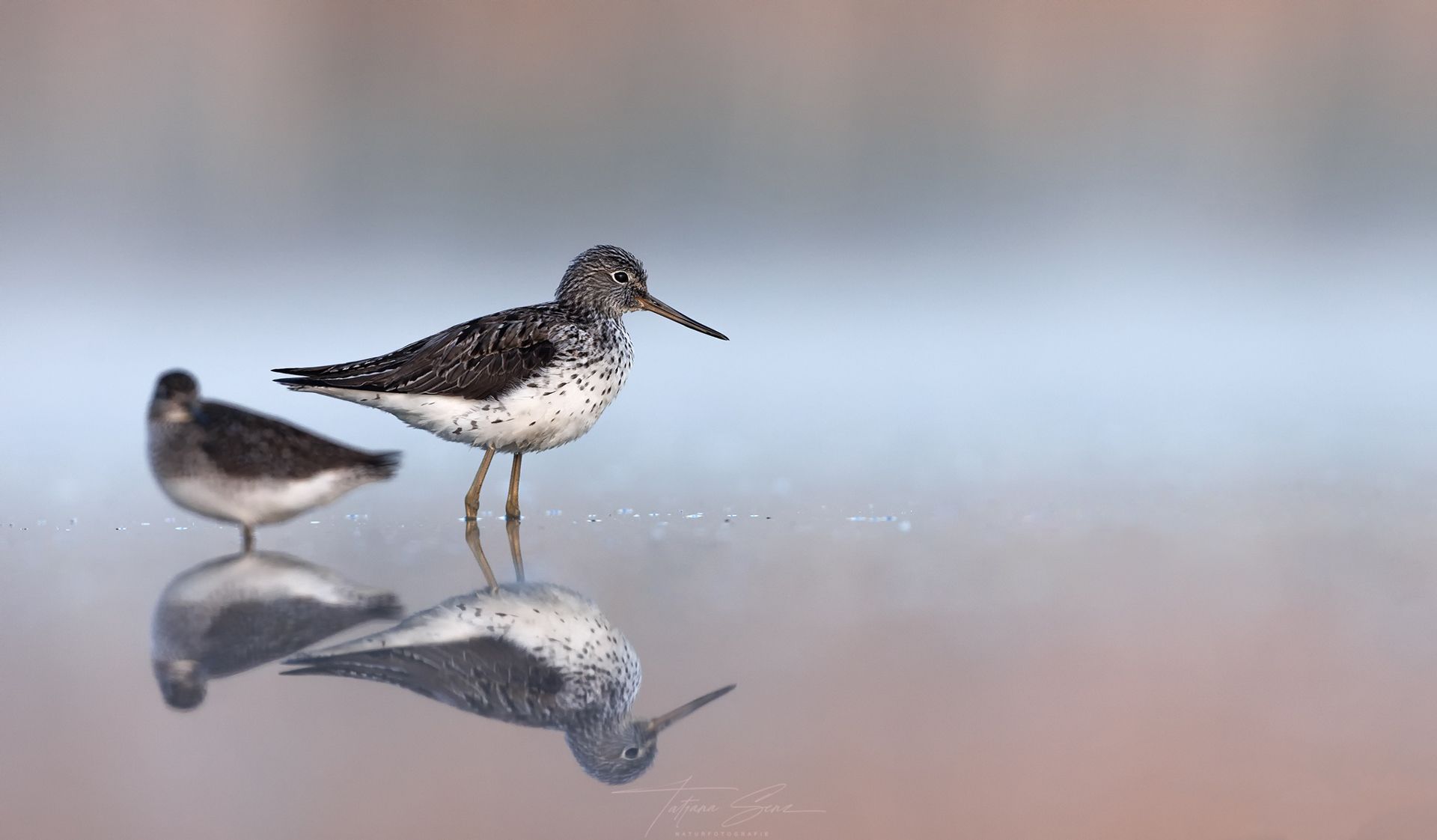 Zwei Watvögel mit gesprenkeltem Gefieder, einer stehend, einer ruhend, spiegeln sich im Wasser.