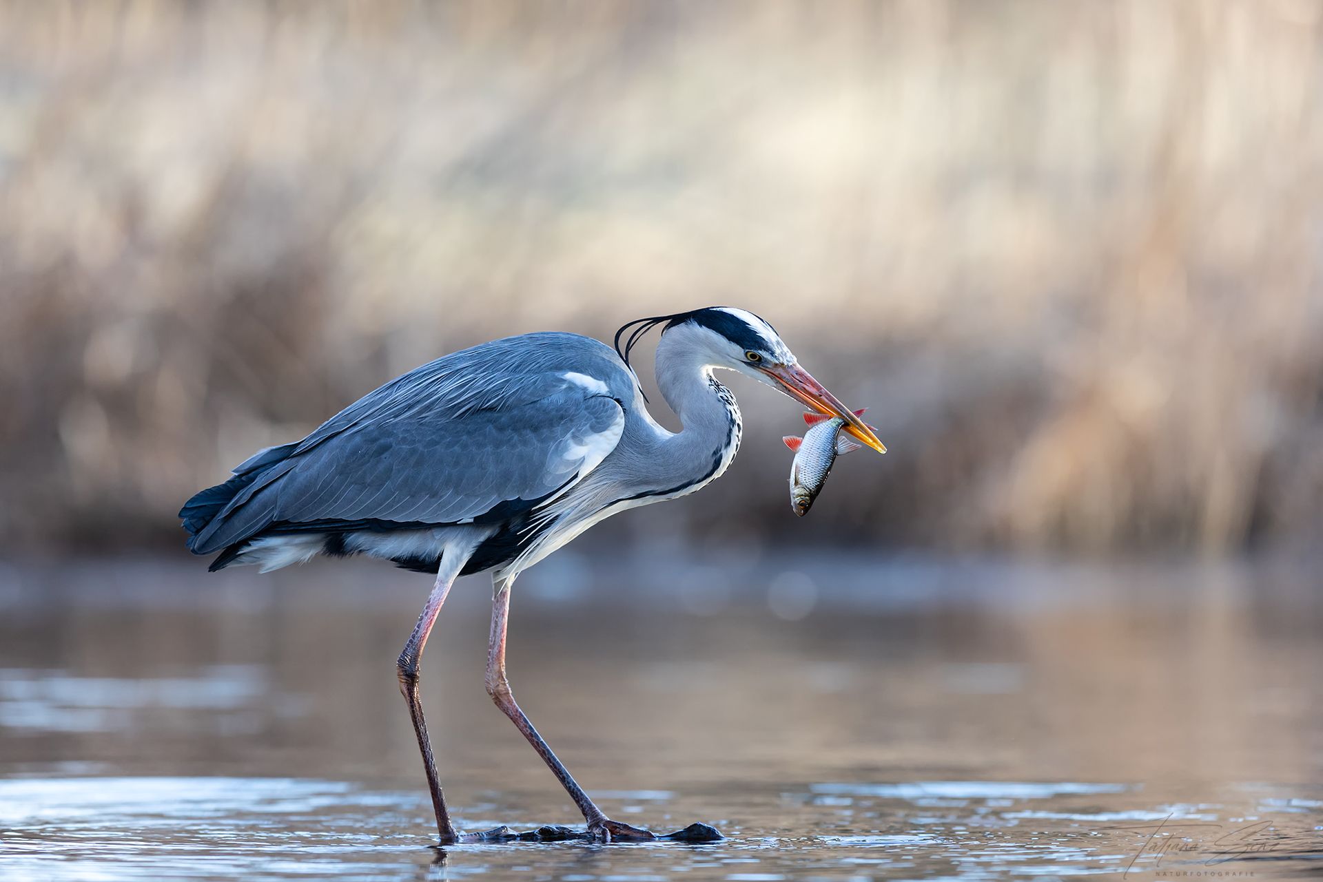 Ein Graureiher watet mit einem Fisch im Schnabel im Wasser.