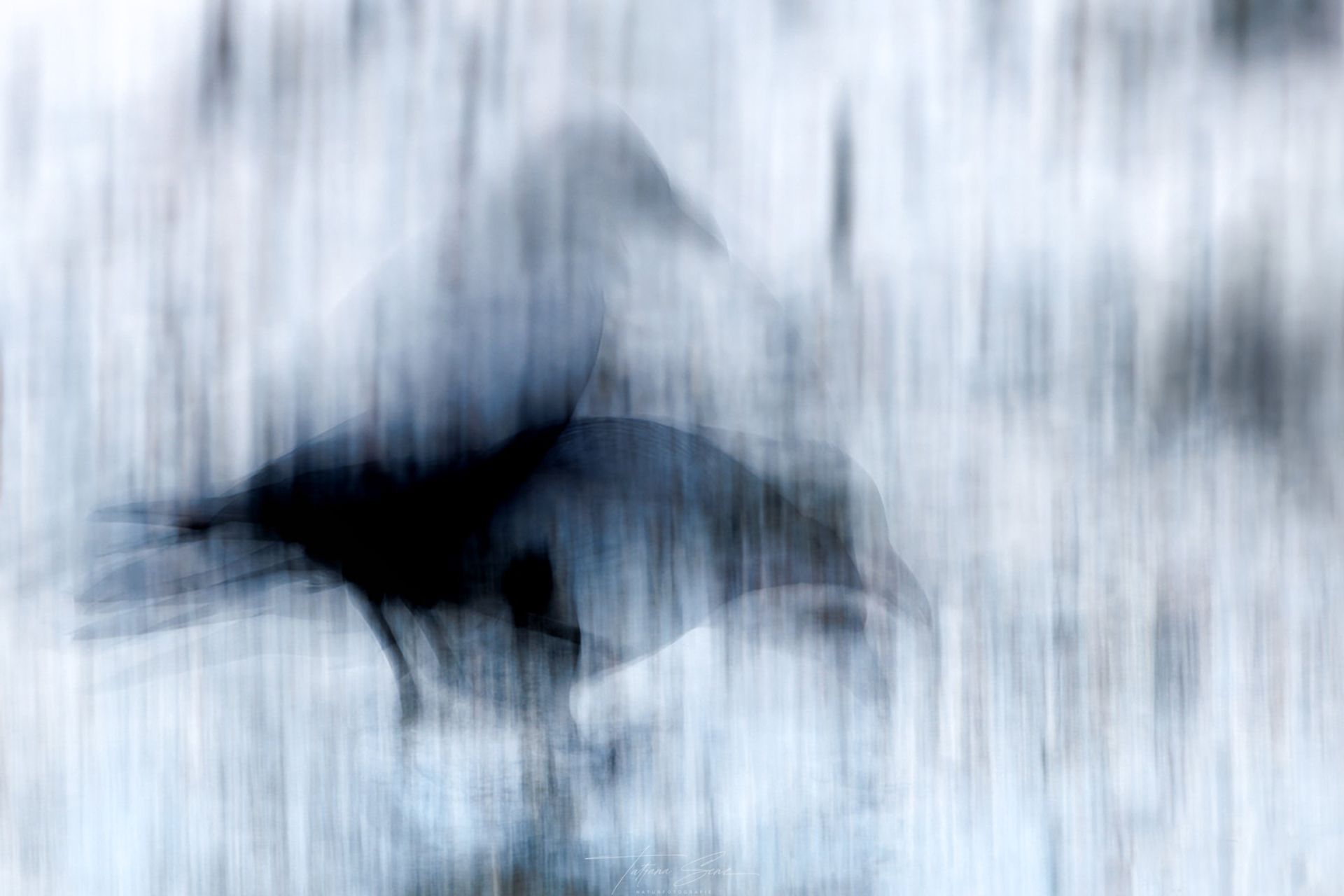 Abstrakte Darstellung einer schwarzen Krähe in Bewegung vor einem blau getönten, verschwommenen Hintergrund.