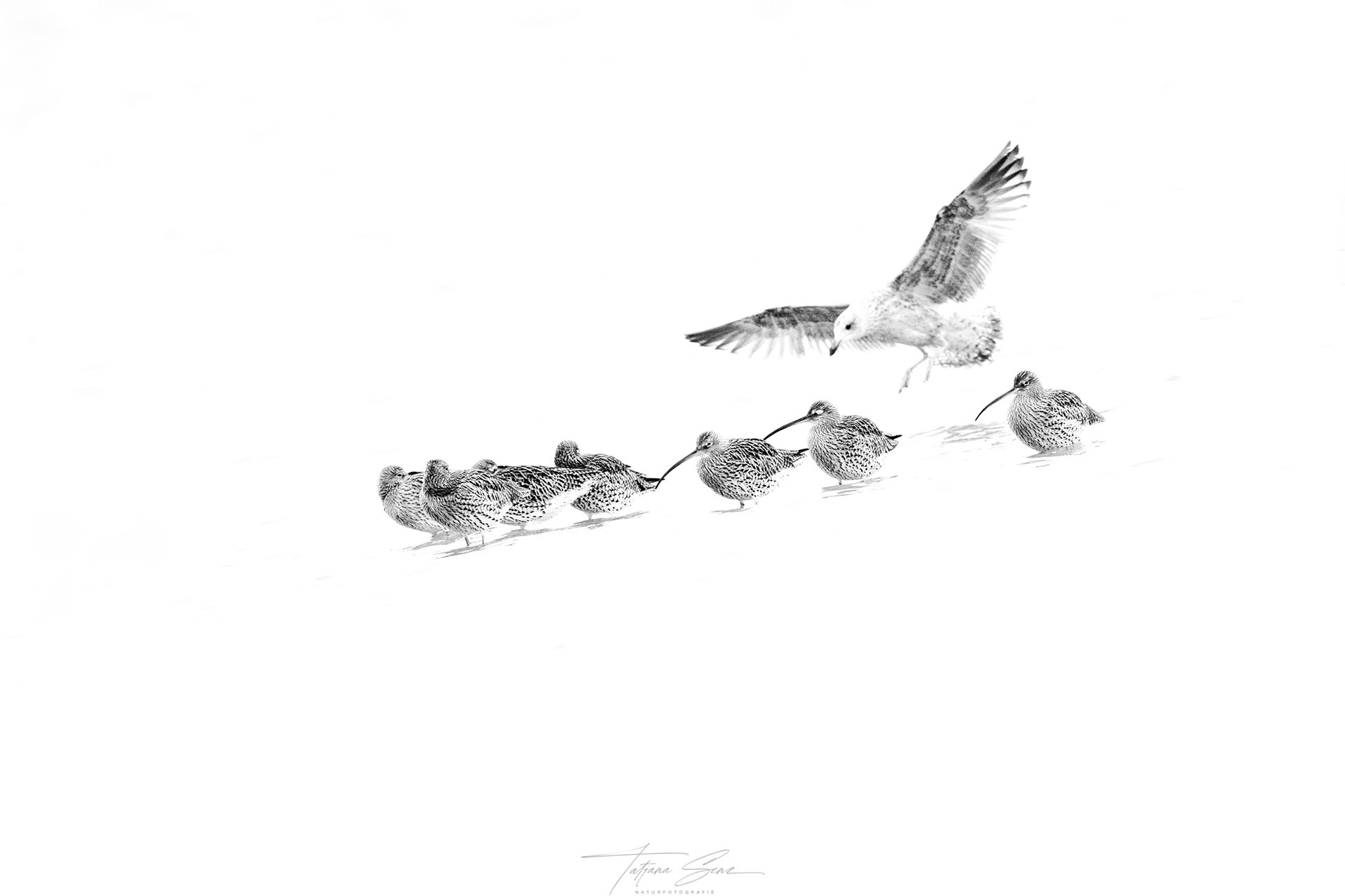 Schwarzweißfoto: Ein Vogel fliegt über eine Reihe kleinerer Vögel, vielleicht einen Schwarm, auf Weiß.