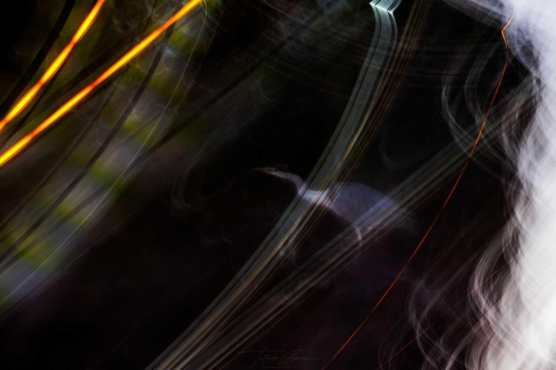 Abstrakte helle Streifen und dunkle Bereiche,Graureiher mit ICM Technik an einem Kanal in der Stadt Berlin aufgenommen