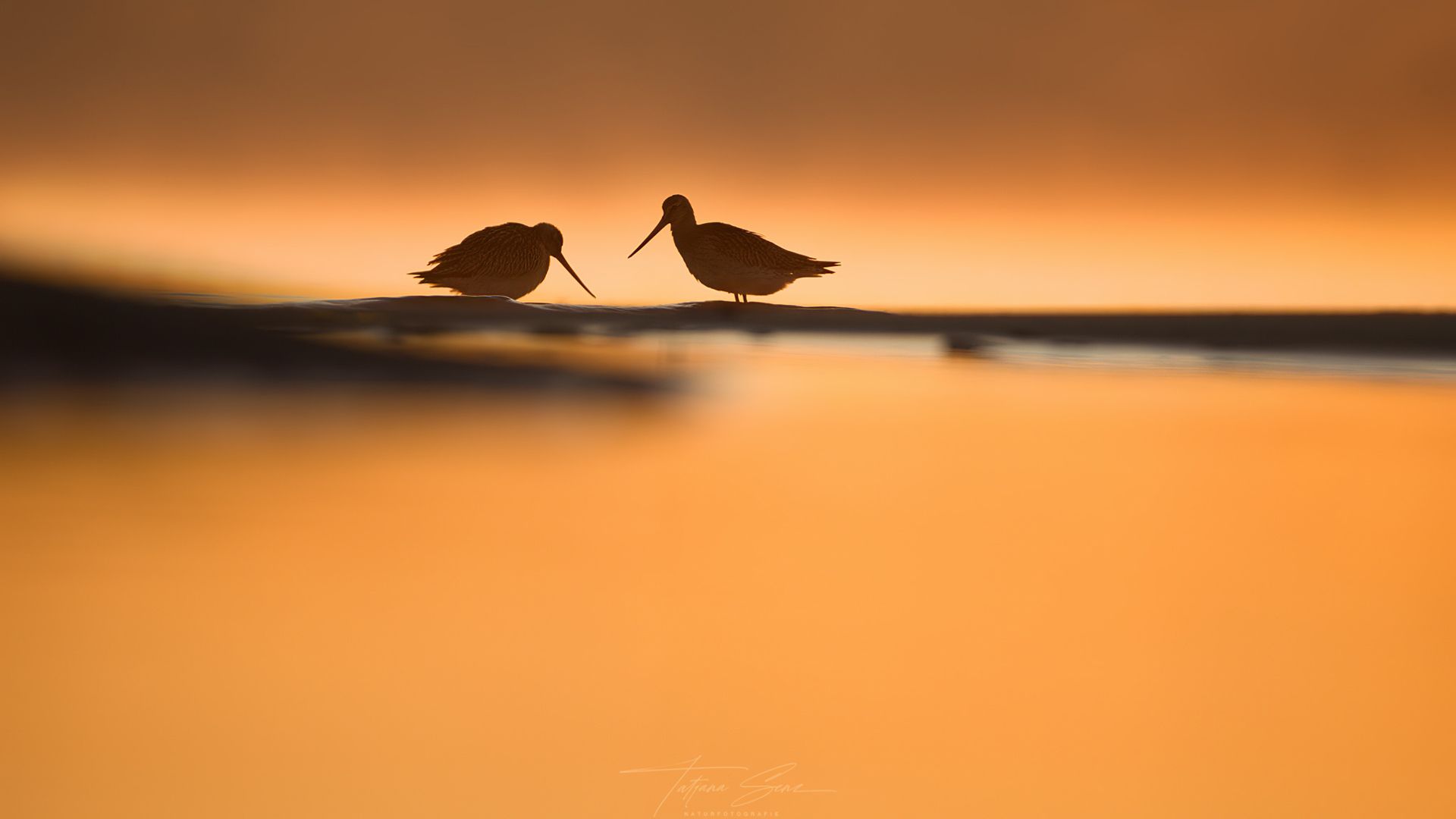 Die Silhouetten zweier Pfuhlschnepfen heben sich vor einem orangefarbenen Sonnenaufgang ab und stehen an einer Küste.