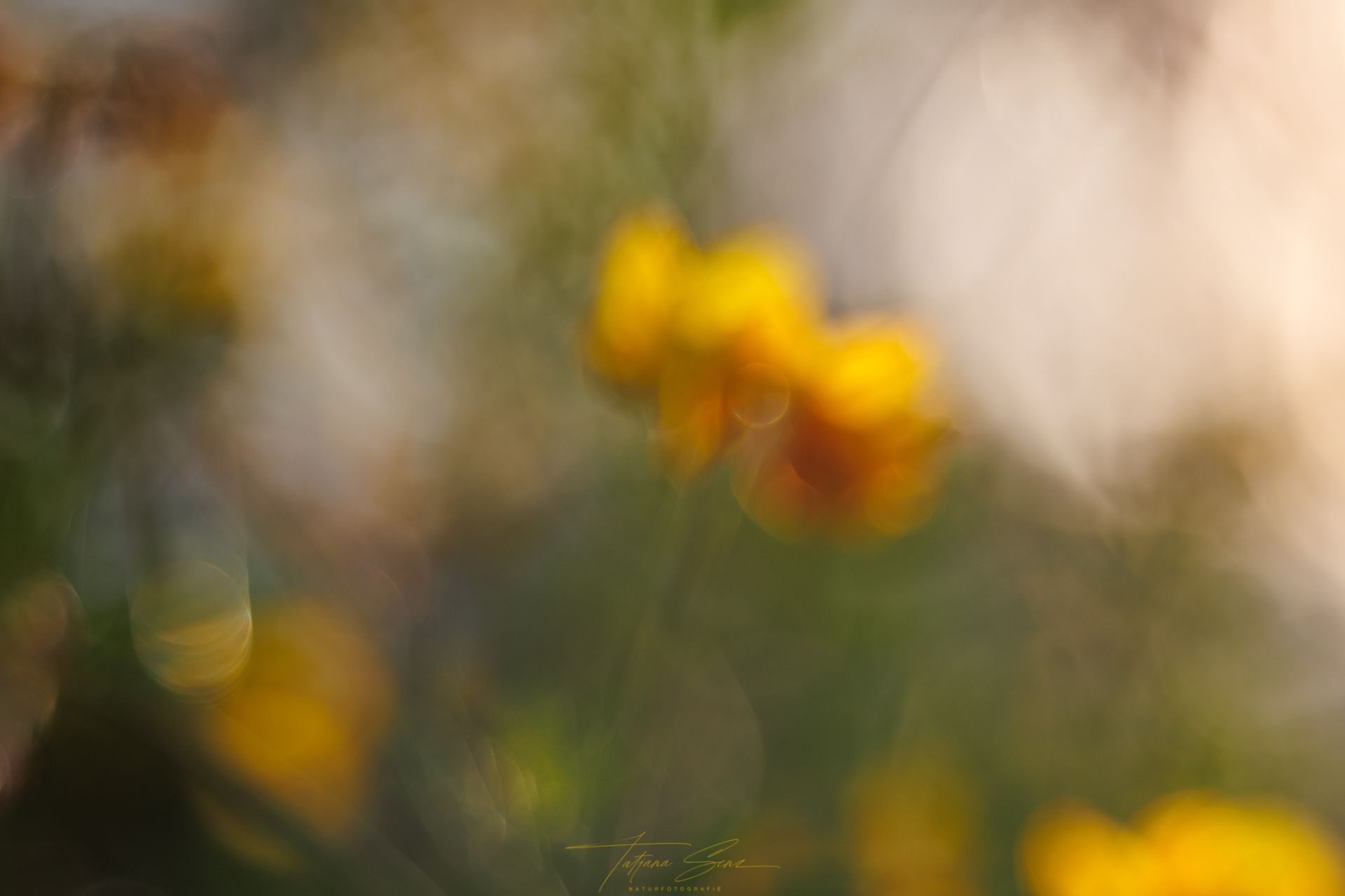 Verschwommene gelbe Blüten in sanftem, sonnigem Licht.