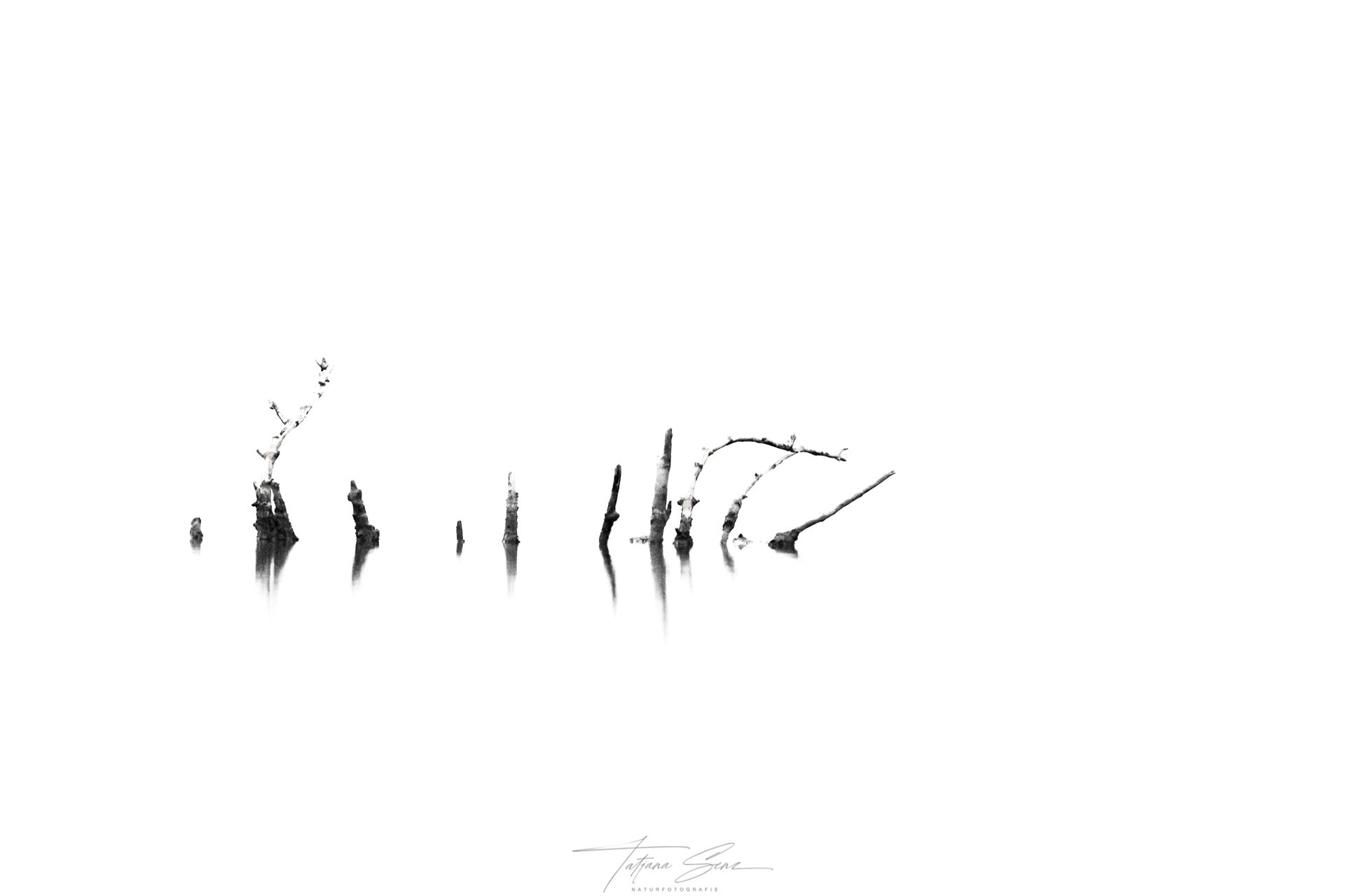 Schwarzweißfoto von Totholz und seinen Spiegelungen im Wasser vor einem strahlend weißen Hintergrund.