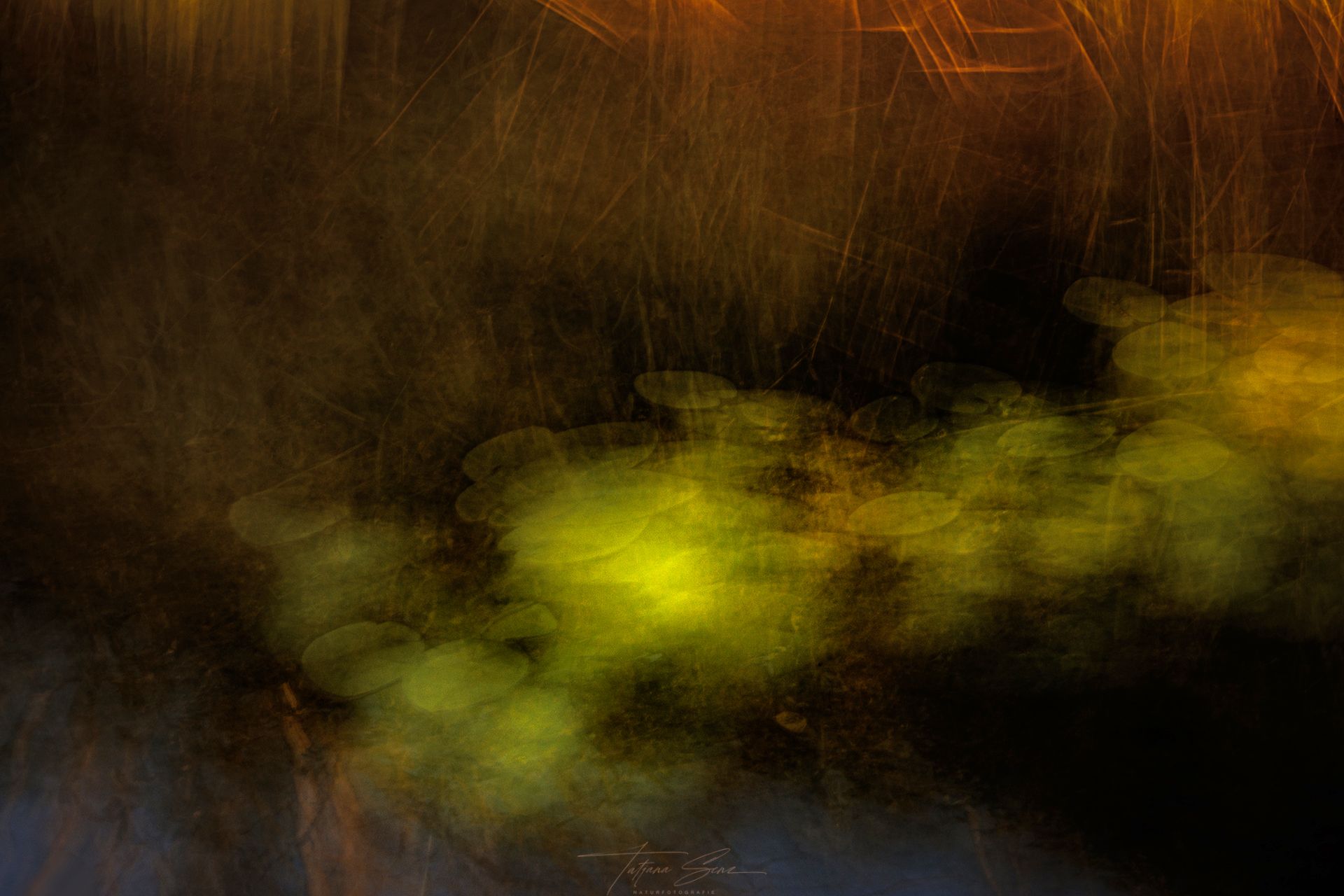 Gelbe und grüne verschwommene Seerosen vor dunklem Hintergrund, icm technik.