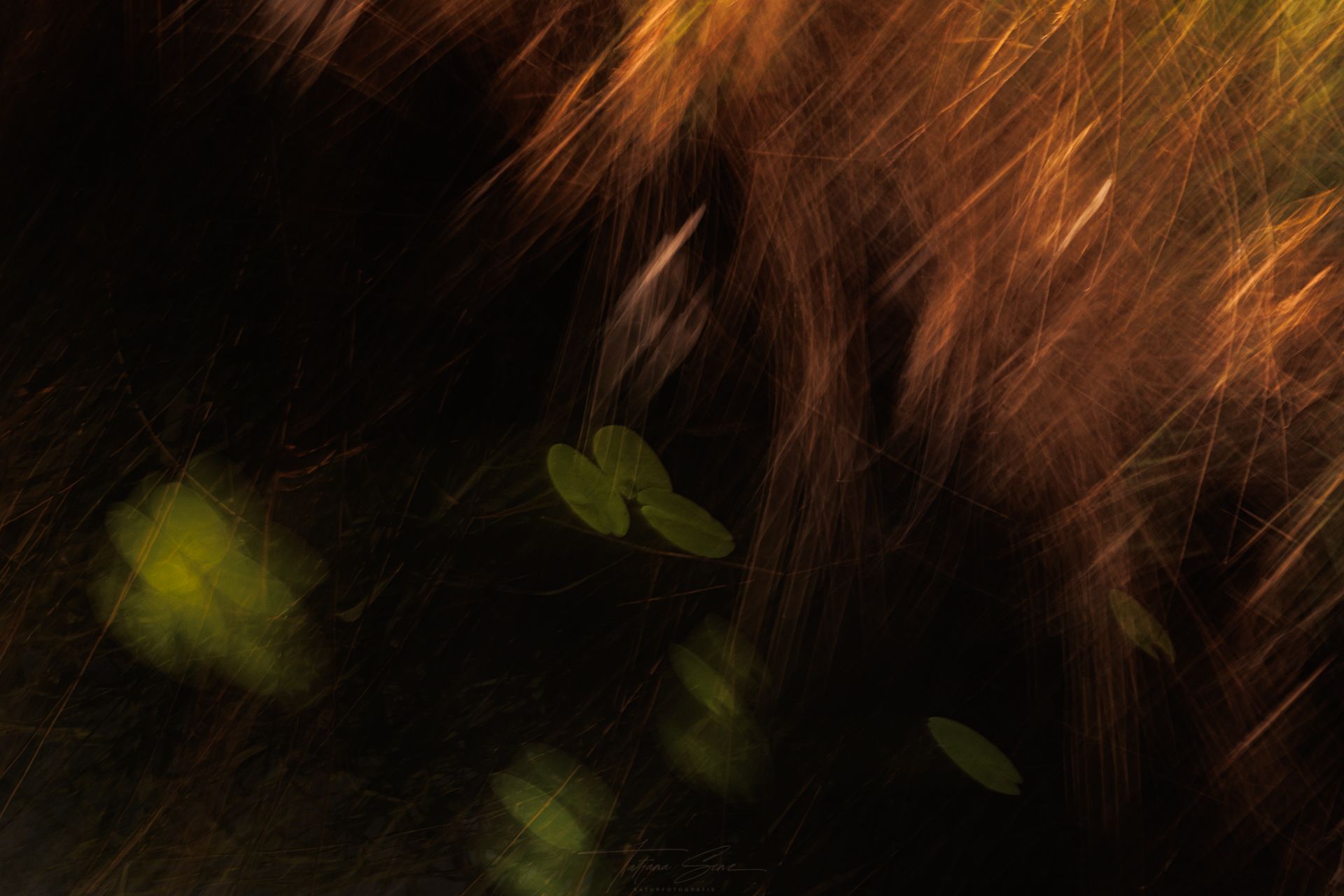 Verschwommene Abstrakte Seerosen mit warmen Gold- und Dunkeltönen und einem Hauch von Grün, ICM
