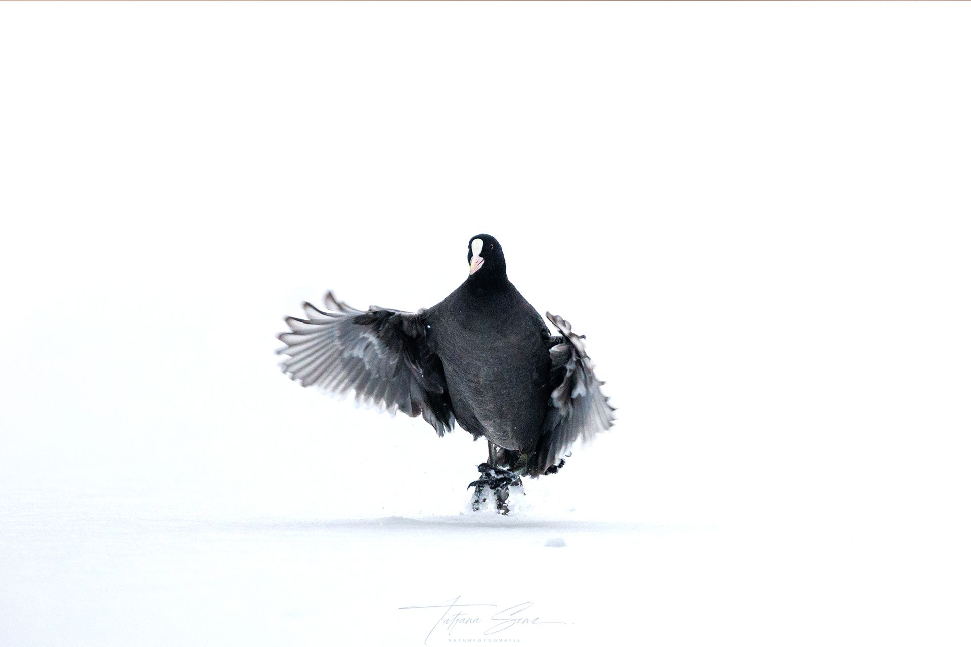Schwarzes Blässhuhn mit ausgebreiteten Flügeln springt im Schnee.