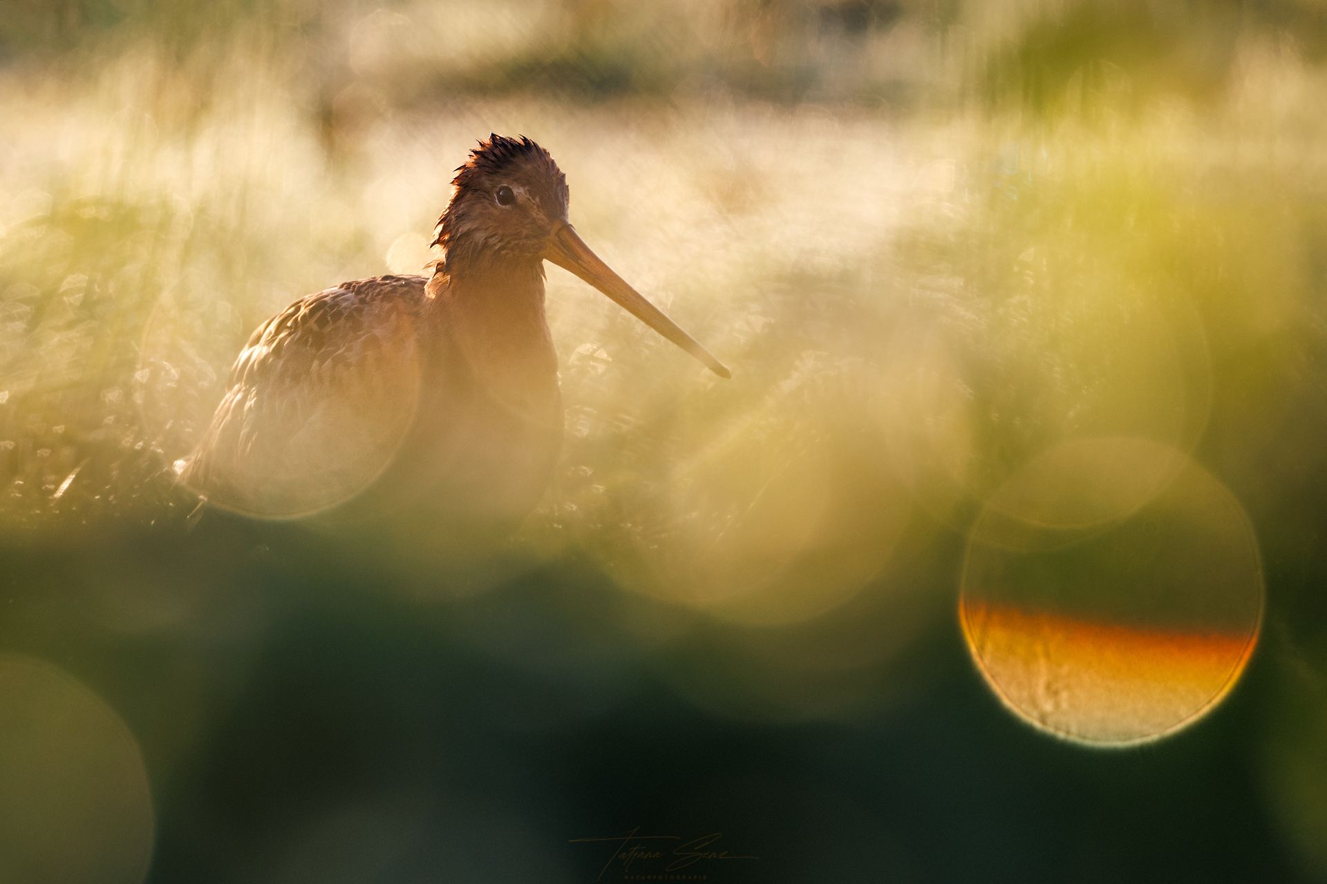 Uferschnepfe, der im hohen Gras watet, Silhouette vor dem goldenen Sonnenaufgang, mit hellem Bokeh-Effekt.