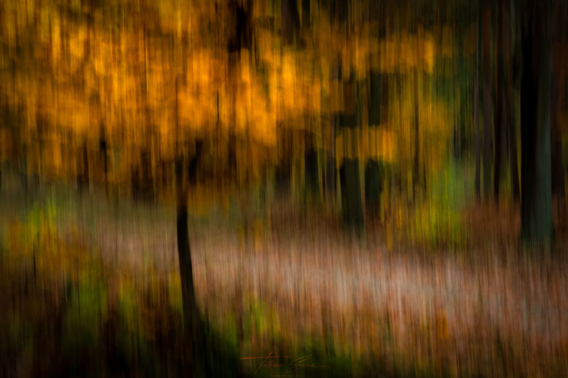 Abstrakte Waldszene mit Bewegungsunschärfe; goldene Blätter, brauner Untergrund, vertikale Linien.