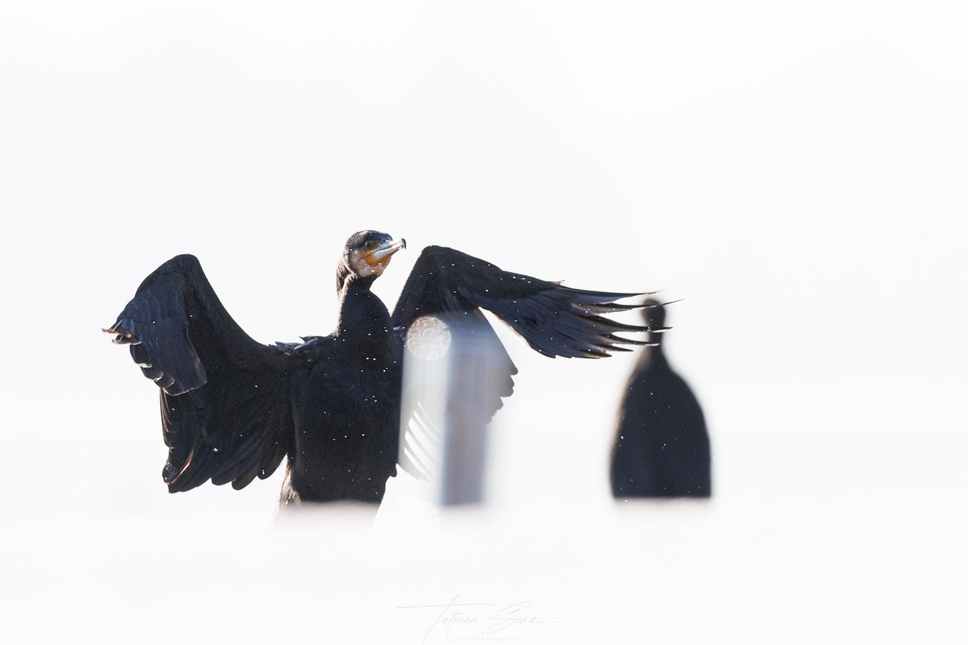Schwarzer Kormoranvogel mit ausgebreiteten Flügeln, der im hellen Licht trocknet; ein zweiter Kormoran im Hintergrund.