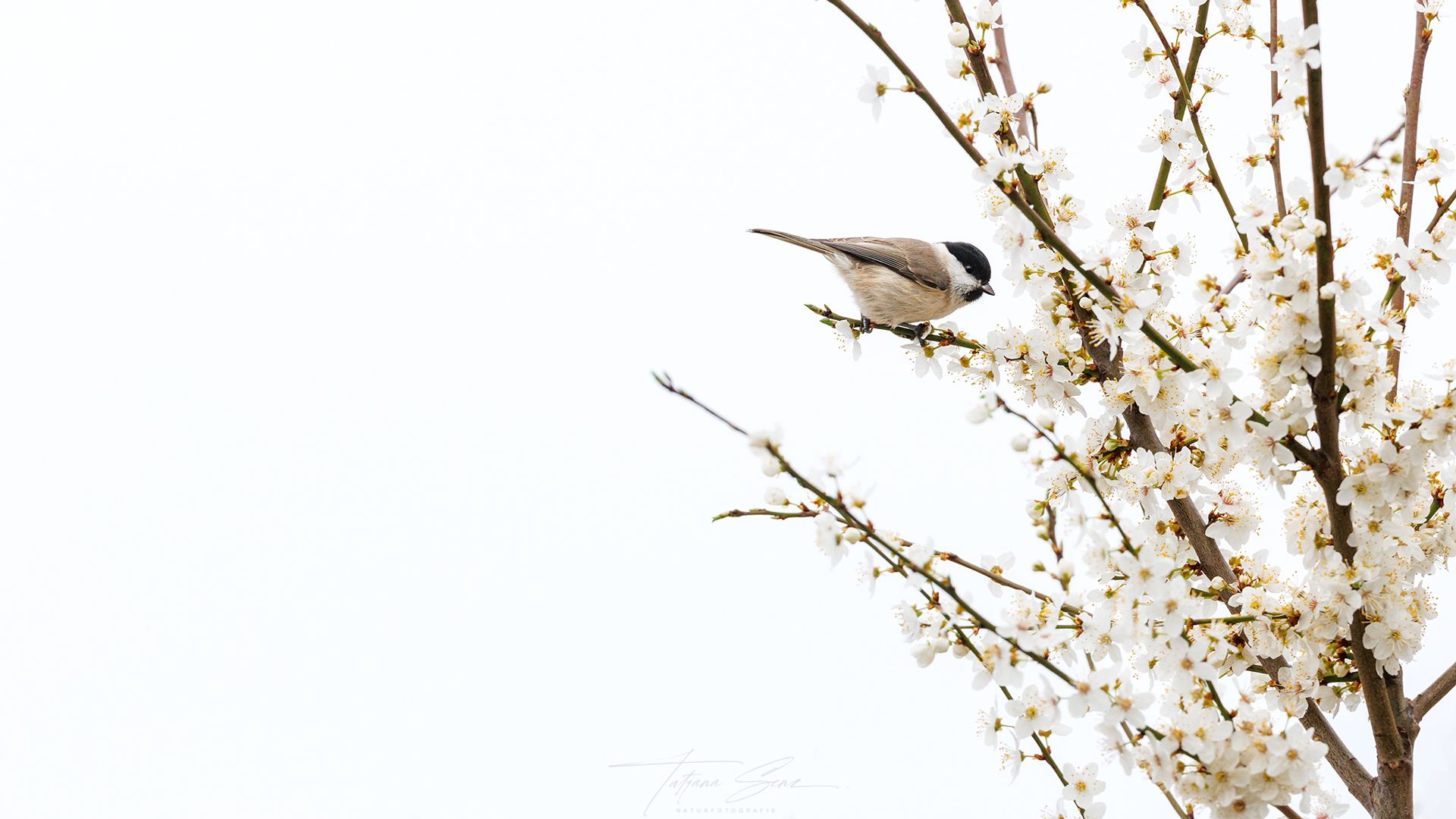 Vogel sitzt auf blühendem Zweig, weiße Blüten vor einem hellen Himmel.