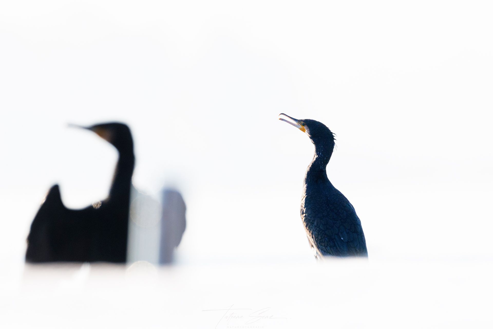 Zwei dunkle Kormorane am Wasser, einer im Fokus mit offenem Schnabel, einer unscharf. Strahlend weißer Hintergrund.