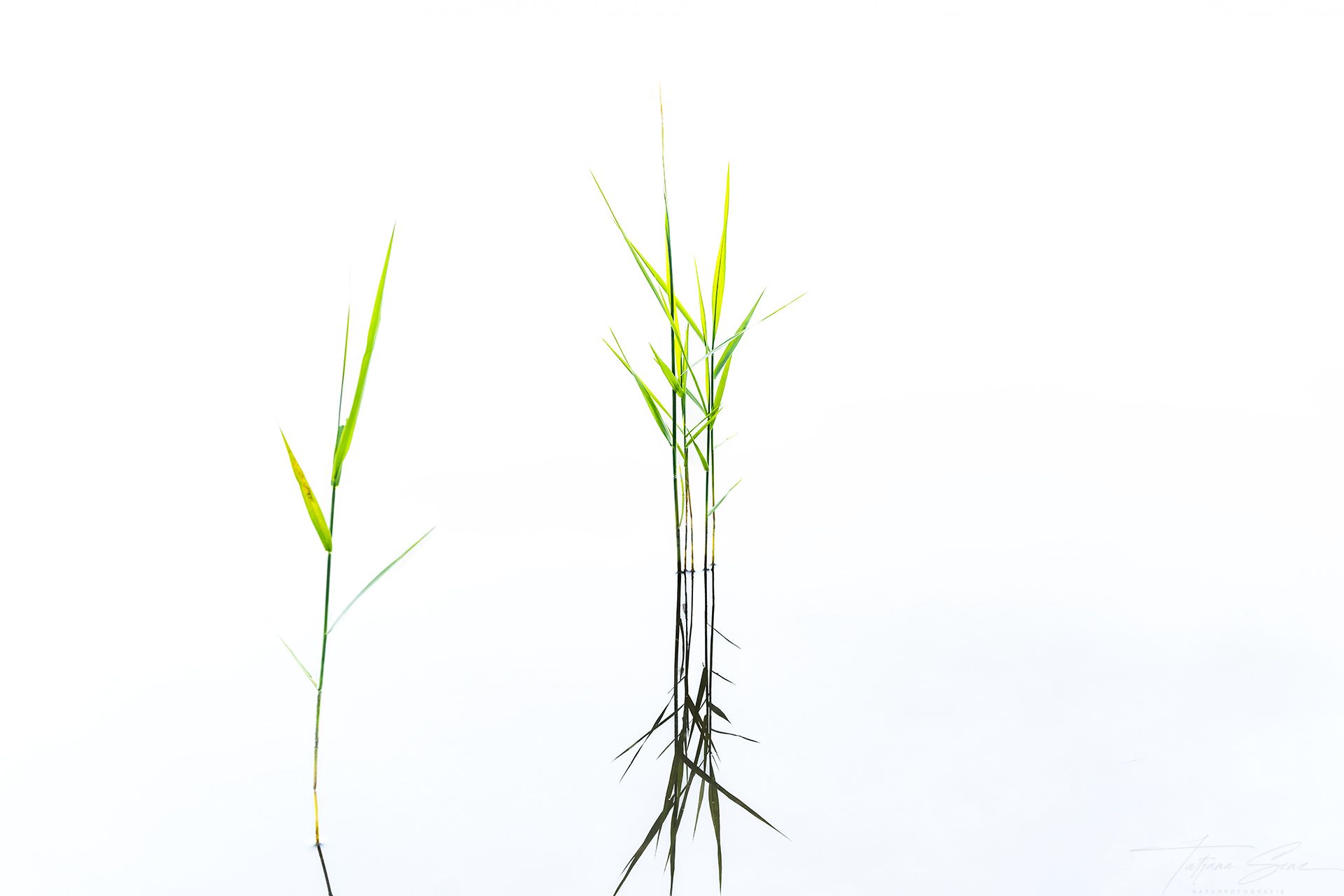 Zwei Grashalme, einer mit Wurzeln, vor einem strahlend weißen Hintergrund, high key aufnahme