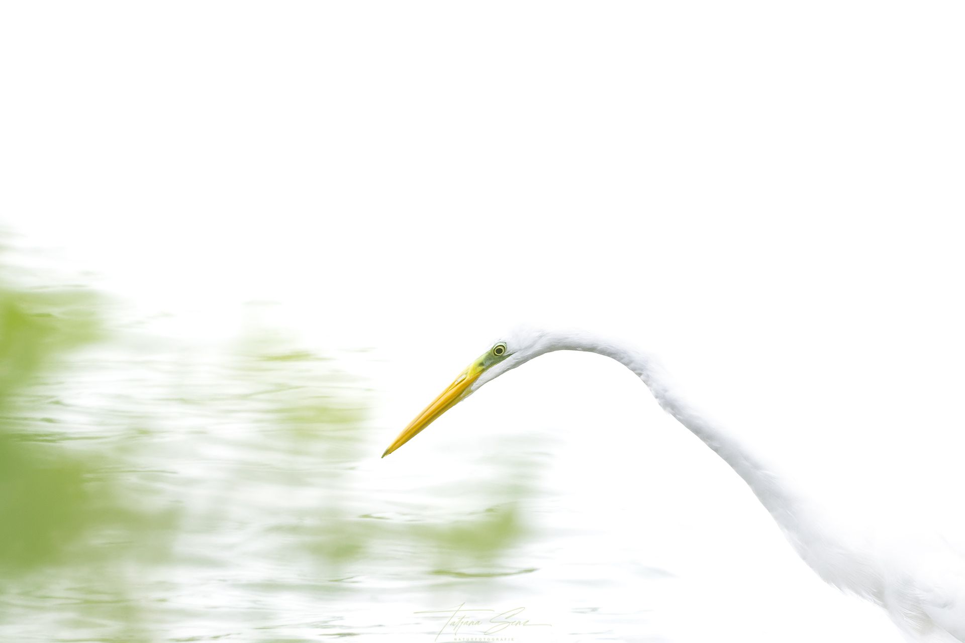 Ein weißer Reiher mit gelbem Schnabel wölbt sich über grünem Wasser.Silberreiher High Key aufnahme