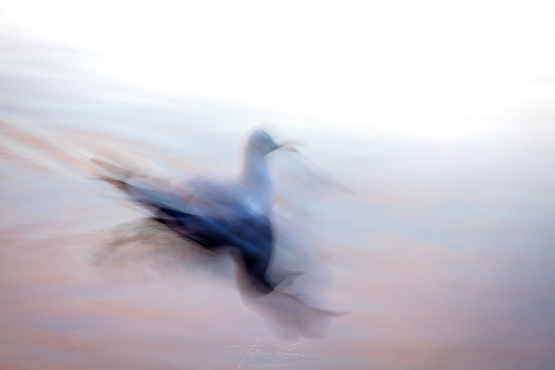 Verschwommene Ansicht eines Vogels im Flug mit ausgebreiteten Flügeln vor einem hellen, pastellfarbenen Himmel.