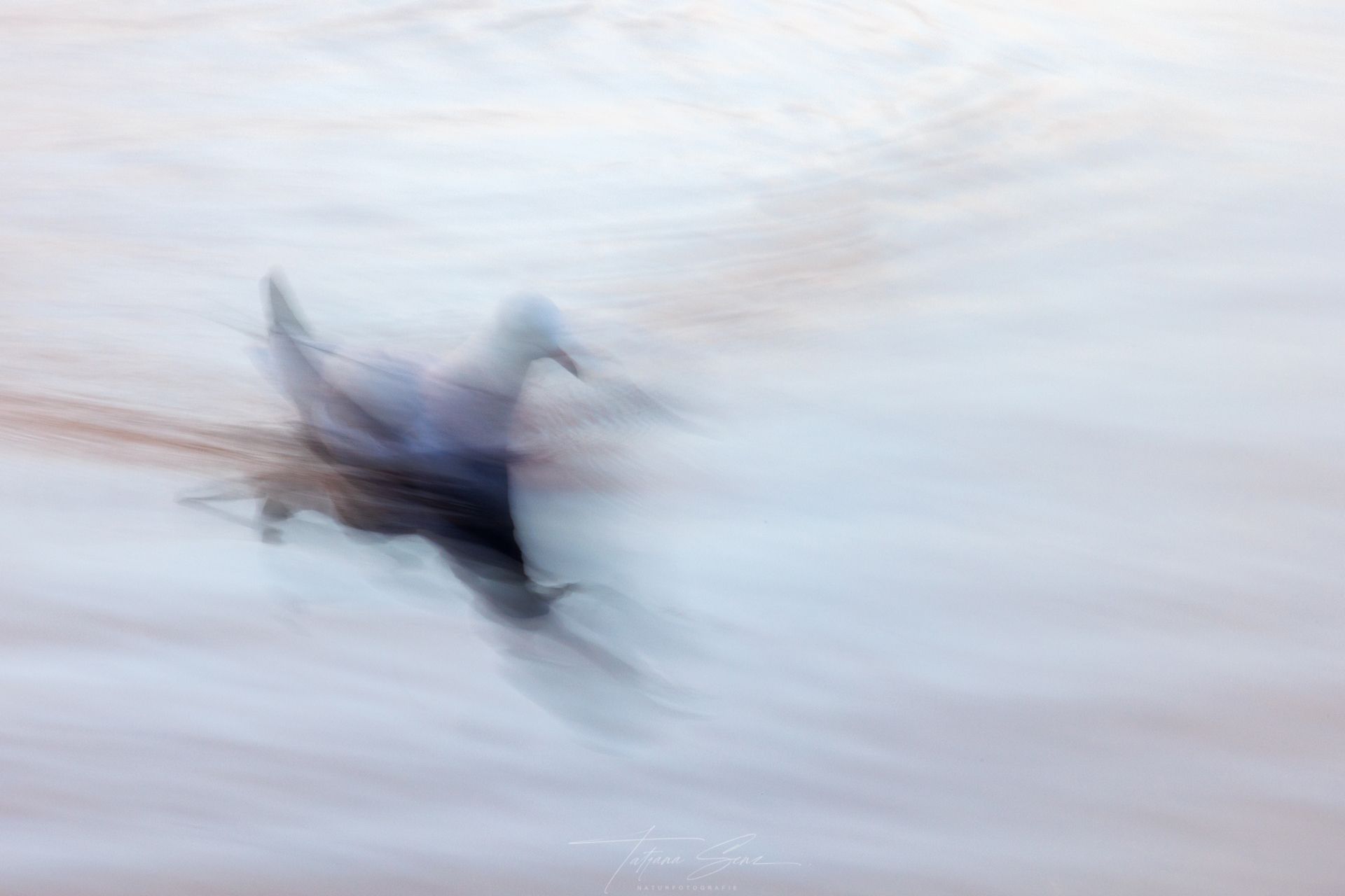 Verschwommener Vogel mit dunklen Flügeln, der vor einem dunstigen, hellen Hintergrund fliegt, möglicherweise über Wasser.
