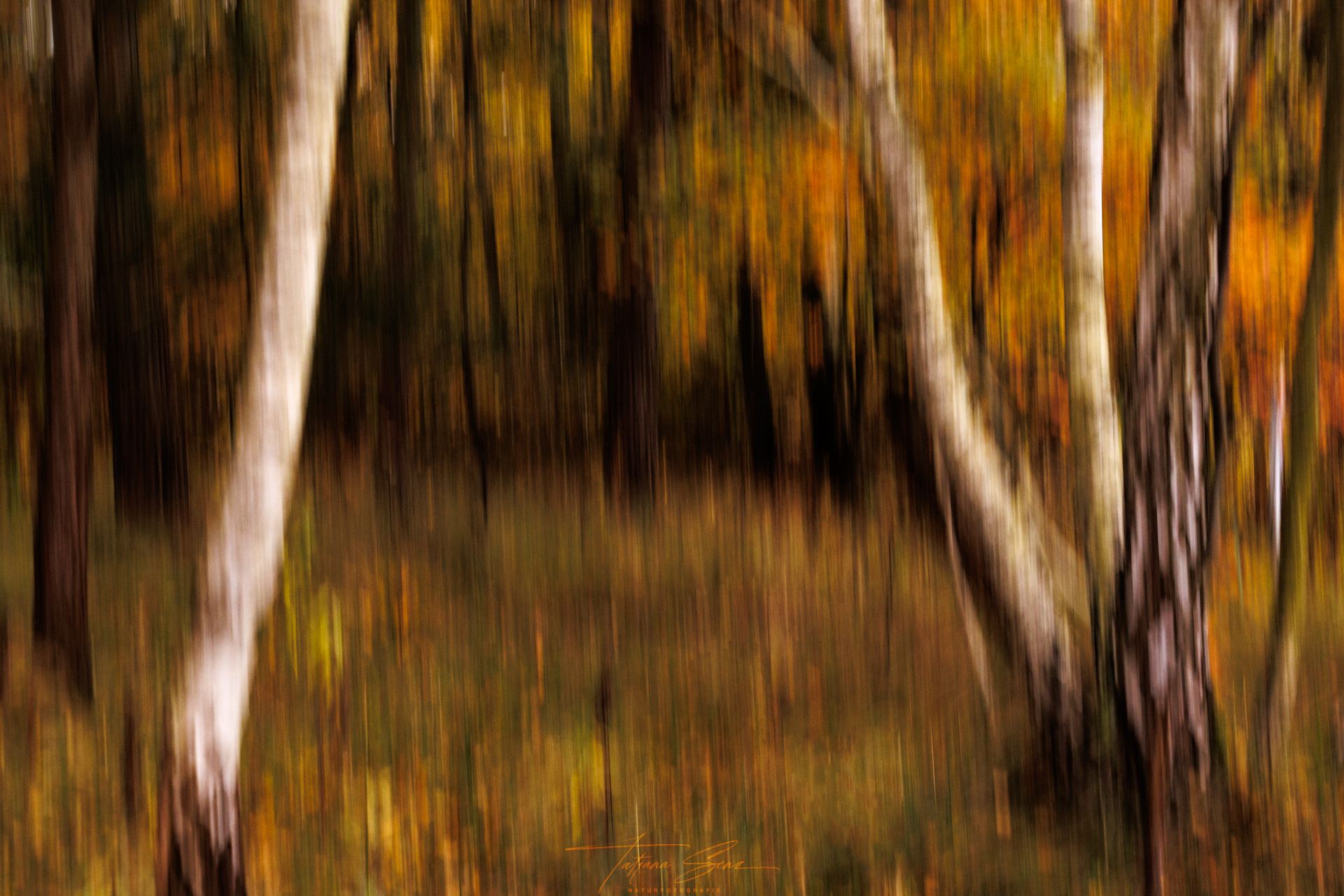 Verschwommener Herbstwald mit Birken mit Gold-, Braun- und Weißtönen.