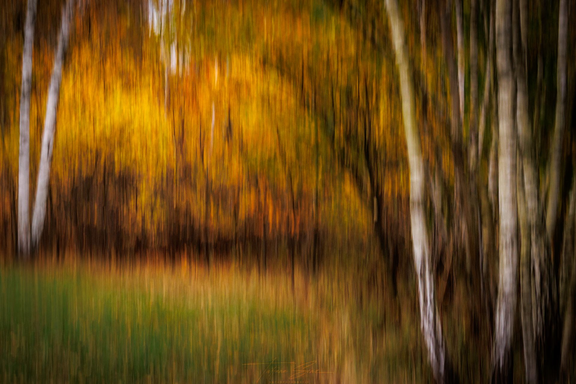 Verschwommene Herbstbäume, Birkenstämme, goldene Blätter, grünes Gras.