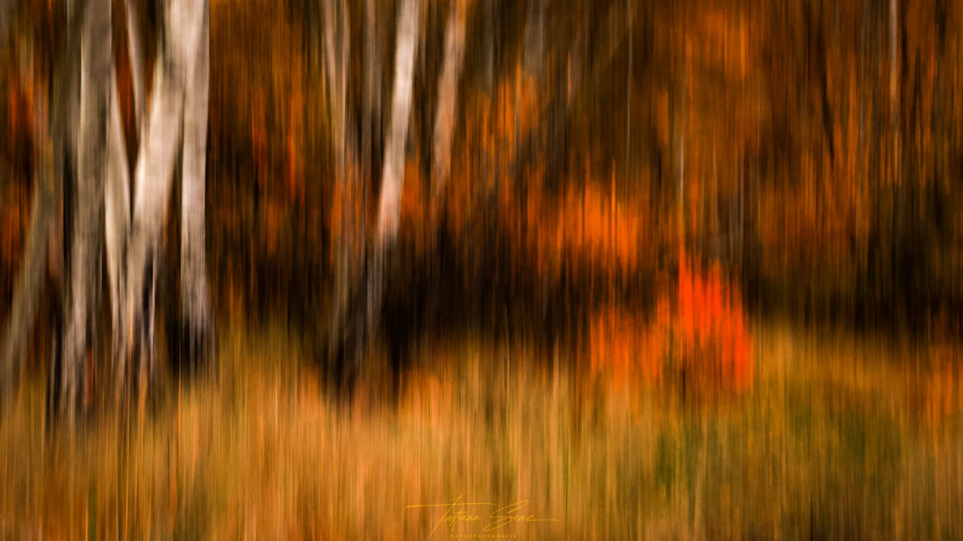 Vertikale Unschärfe eines herbstlichen Waldes mit Birken, in Gold-, Orange- und Brauntönen.
